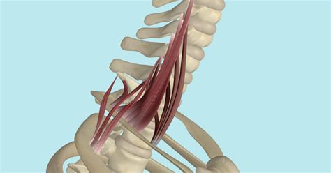 Scalene Muscles Its Attachments And Actions Yoganatomy