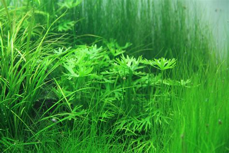 Mittelgrund im Aquascape - Aqua Rebell