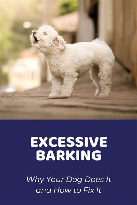 Excessive Barking: Why Your Dog Does It and How to Fix It - Doodle Doods