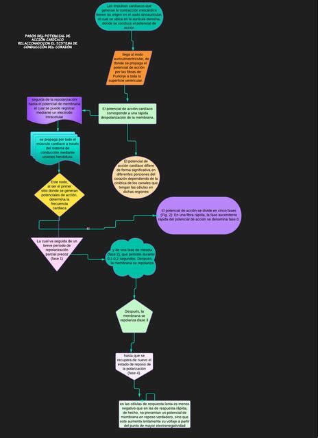 Diagramas de flujo del potencial de acción cardíaco uDocz