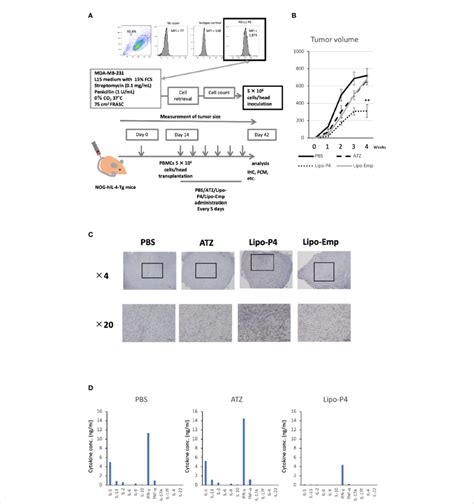 Effect Of Lipo Anti Pd L P On Tumor Growth In Tumor Bearing Humanized