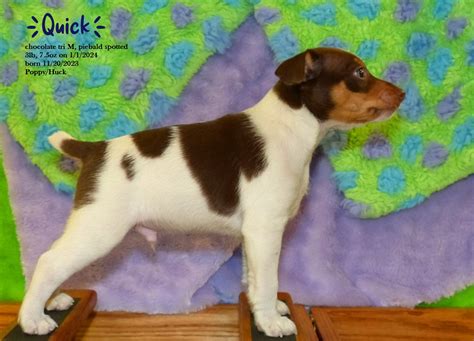 Available Rat Terriers Southern Sands Rat Terriers