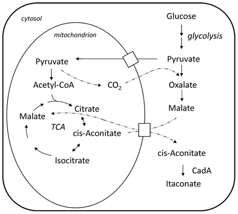 Frontiers Biochemistry Of Microbial Itaconic Acid Production