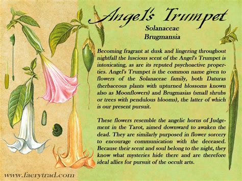 Angel Trumpet Magical Uses Of Brugmansia