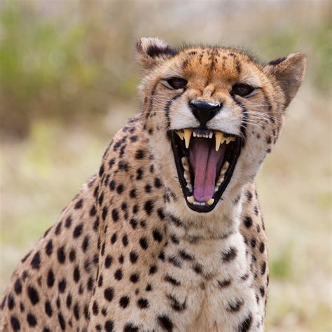 Mom Drops Son in Cheetah Exhibit | POPSUGAR Family