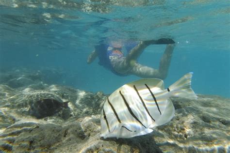 2023 Hanauma Bay Snorkeling Tour