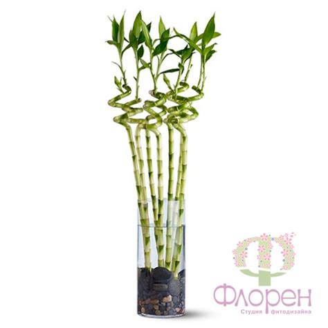 Бамбук комнатный - купить бамбук в горшке с доставкой по Киеву