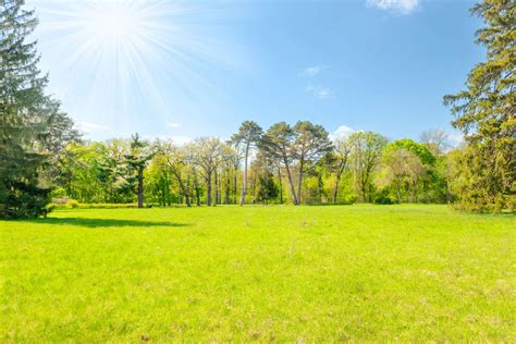 Green Park Forest With Green Trees Stock Image Colourbox