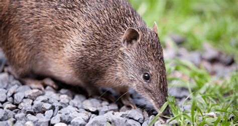 Northern Brown Bandicoot Barung Landcare
