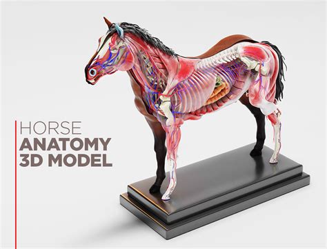 Horse Anatomy With Internal Organs 4k Textures 3d Model Cgtrader