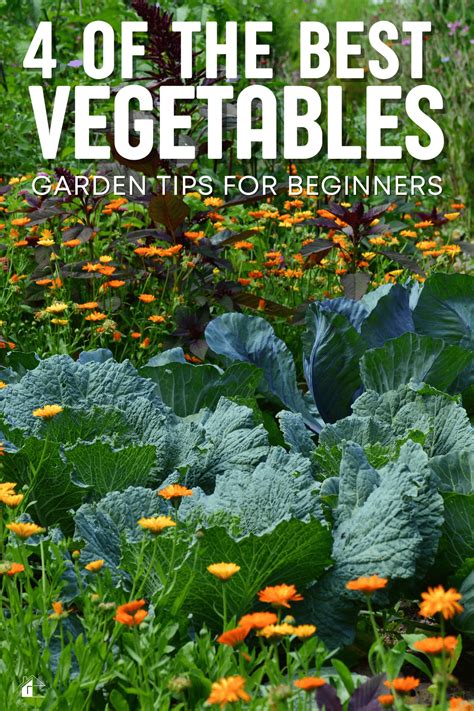 4 Of The Best Vegetable Gardening Tips For Beginners