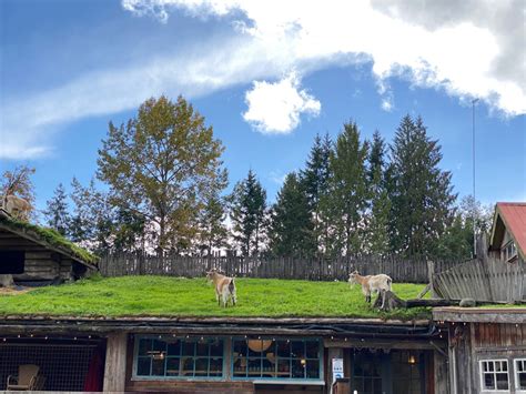 Famous Goats On The Roof At Coombs Market - BestEver.Guide