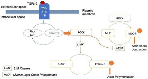 Jcm Free Full Text The Dual Effect Of Rho Kinase Inhibition On