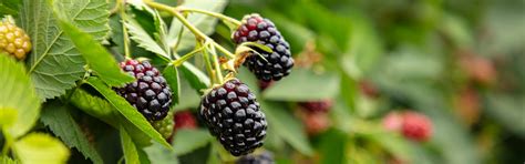 Smoothies Aux Framboises DEMERS PH Demers