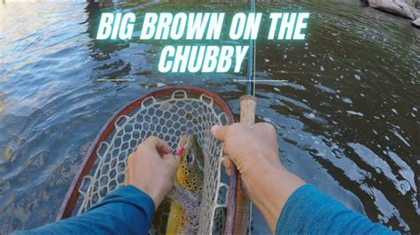 Chubby Eats Are My Favorite Biggest Brown Trout I Ve Ever Caught