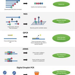 Sources Of Cell Free Dna Cfdna Cfdna Is Released By All Tissues Of