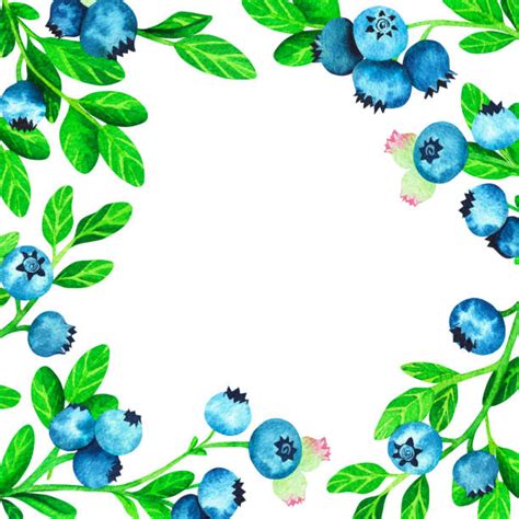 Blueberry Bush Clip Art Illustrations, Royalty-Free Vector Graphics & Clip Art - iStock