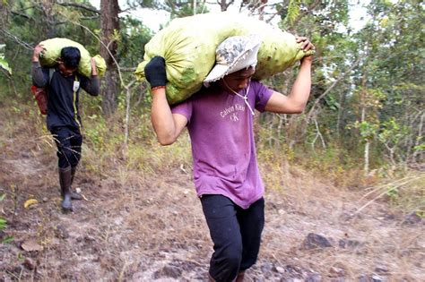 Vắt vẻo mưu sinh trên đỉnh ngọn thông Báo Công an Nhân dân điện tử