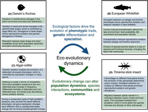 The Genomic Basis Of Eco‐evolutionary Dynamics Rodríguez‐verdugo