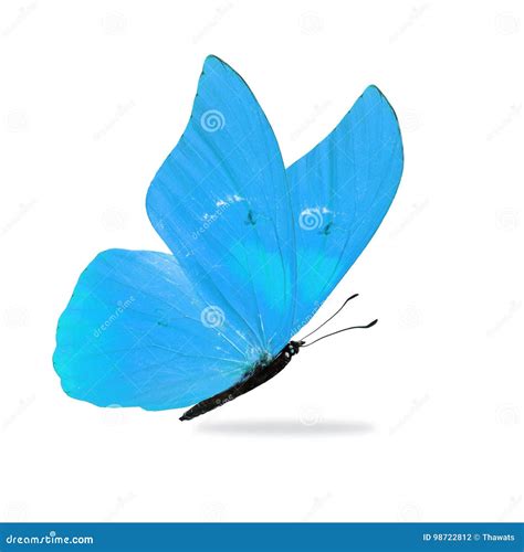 Beautiful Blue Butterfly Stock Photo Image Of Butterfly 98722812