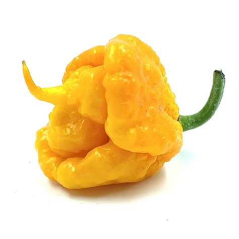 Pianta Di Peperoncino Carolina Reaper Yellow Handycare