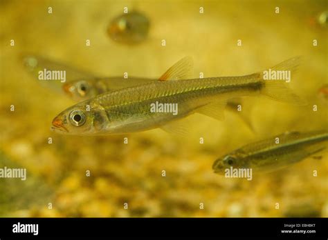 Shiner Fish Hi Res Stock Photography And Images Alamy