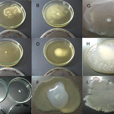 Images Of The Motility Assay A B Strain With Swimming Swarming