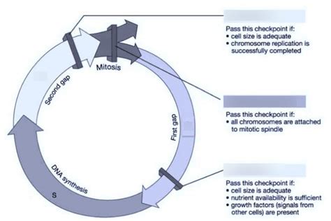 Cell Cycle Checkpoints Diagram | Quizlet