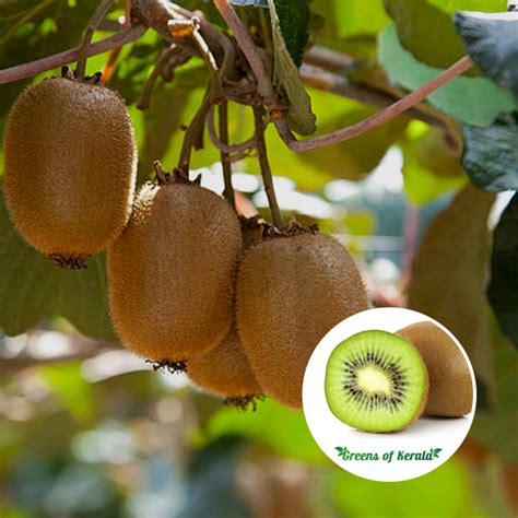 Buy Kiwi Layering Fruit Plant Greens Of Kerala