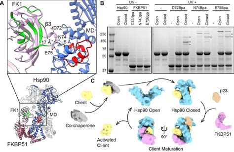 Positioning Of Fk Ppiase Domain Adjacent Hsp Client Binding Sites