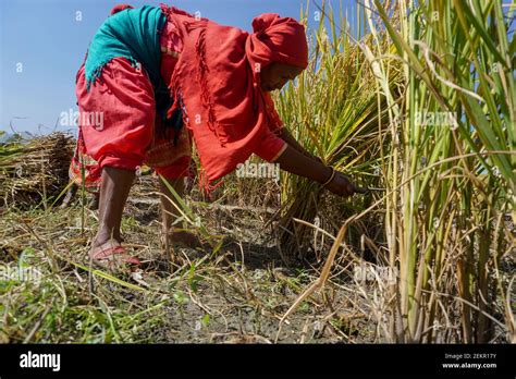 Nepalese Farmer Harvests Rice Crops At The Paddy Field Agriculture