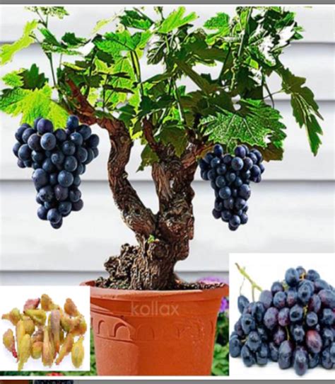 Rare Muscadine Giant Grapes 2 10 20 Or 30 Seeds Fruit Tree Etsy