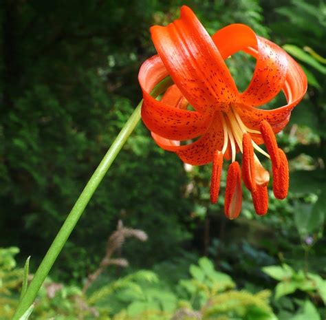 Lilium Chalcedonicum Lilium Division Ix