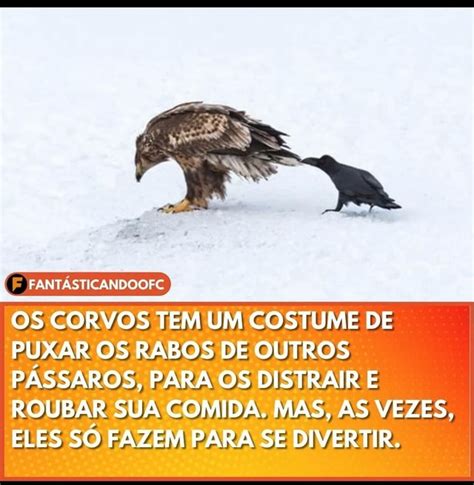 FANTASTICANDOQEC OS CORVOS TEM UM COSTUME DE PUXAR OS RABOS DE OUTROS