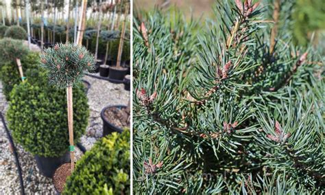 Scots Pine Martham Pinus Sylvestris Martham Half Standard