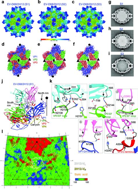 Cryo Em Structures Of Ev D In Complex With H A C Cryo Em Density