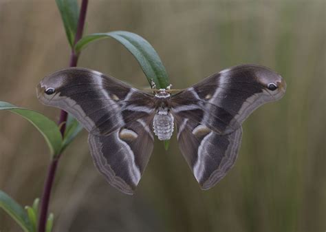 Samia Ricini Eri Silk Moth Captive Bred Butterflyman Minster Flickr