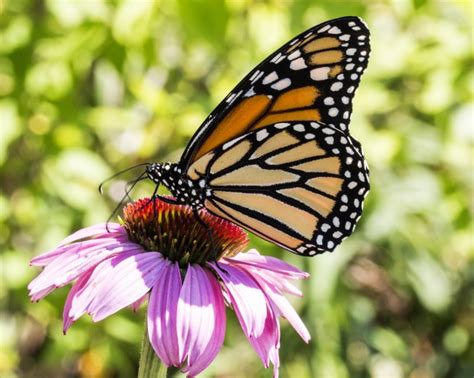 Monarch Butterfly Free Stock Photo Public Domain Pictures