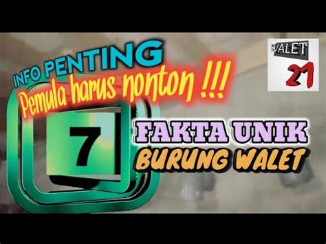 Pengen Rbw Anda Sukses Simak Fakta Unik Burung Walet Youtube