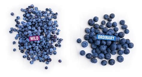 Why Wild Blueberries Are The Better Blueberry Wild Blueberries