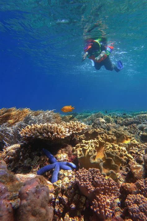 Wakatobi Dan Surga Lautnya Ini Yang Wajib Kamu Tahu Turgo Id Enjoy