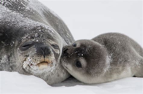 Weddell Seal Facts: Animals of Antarctica - WorldAtlas.com