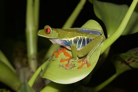 Agalychnis Callidryas Frogs Co