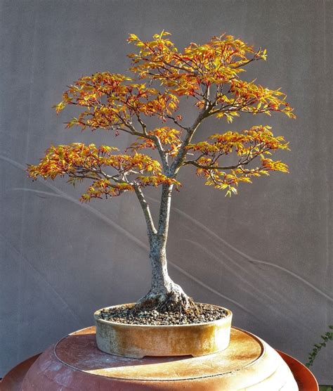 Acer Palmatum Orange Dream Seite 2 Bonsai Fachforumde