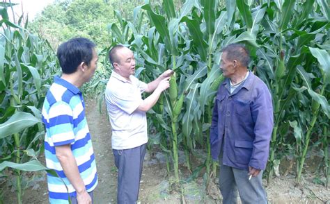 玉米怎样种植管理产量高？重点抓好这3个生长阶段的管理 农化科普 北京傲禾测土配方施肥官方网站测土施肥网测土配肥加盟 北京傲禾测土