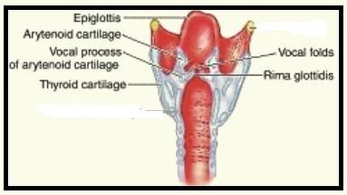 what is rima glottis - Science - Life Processes - 10319339 ...