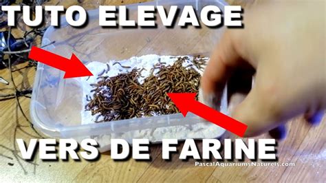 Tuto Levage De Vers De Farine Simplement Naturareptiles Fr Pascal