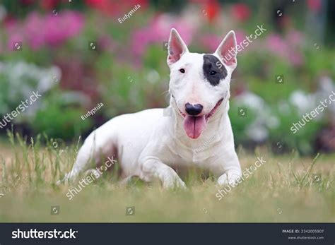 Cuanto Vale Un Bull Terrier Miniatura