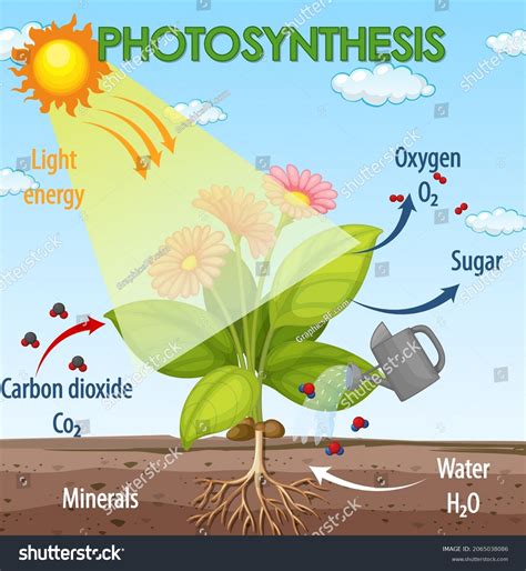 Diagram Showing Process Photosynthesis Plant Illustration 库存矢量图（免版税