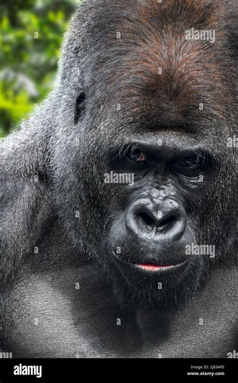 Western Lowland Gorilla Gorilla Gorilla Gorilla Male Silverback Close